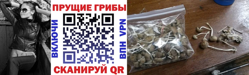 Псилоцибиновые грибы Psilocybine cubensis  Александровск 